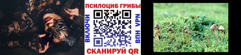 Галлюциногенные грибы Cubensis  Купить закладки  Новомичуринск 